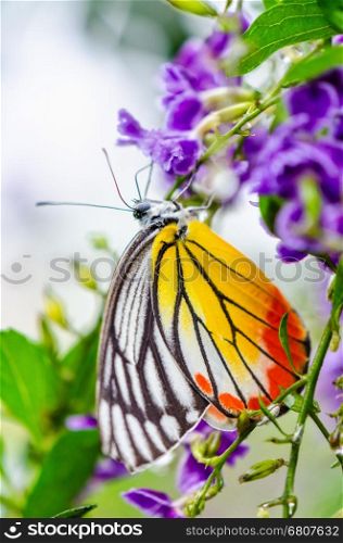 Painted Jezebel (Delias hyparete) Colorful butterfly white yellow and orange black stripes, It is looking for nectar on purple flowers of Golden Dew Drop