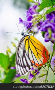 Painted Jezebel (Delias hyparete) Colorful butterfly white yellow and orange black stripes, It is looking for nectar on purple flowers of Golden Dew Drop