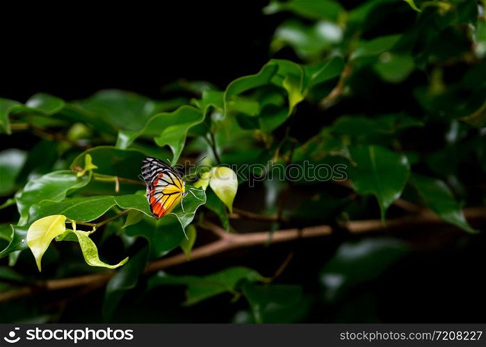Painted Jezebel (Delias hyparete indica) on green leaves in garden with dark background.