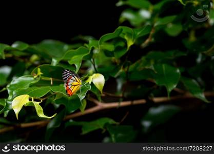 Painted Jezebel (Delias hyparete indica) on green leaves in garden with dark background.