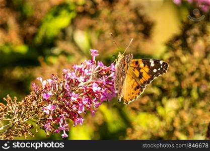painted lady on a flower of a butterfly bush