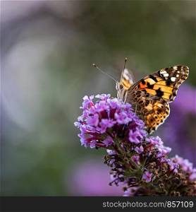 Painted Lady perching on lilac bus bubble bokeh