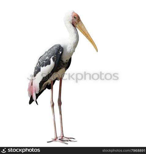 painted stork bird or mycteria leucocephala isolated on white background