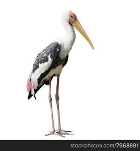painted stork bird or mycteria leucocephala isolated on white background