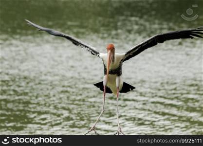 Painted Stork is flying over the pond. To feed on the herd in shallow waters along rivers or lakes