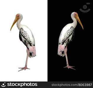 painted stork isolateda