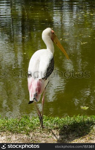 Painted stork or Mycteria leucocephala