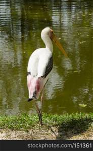 Painted stork or Mycteria leucocephala