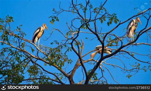 Painted storks on the branch of the tree