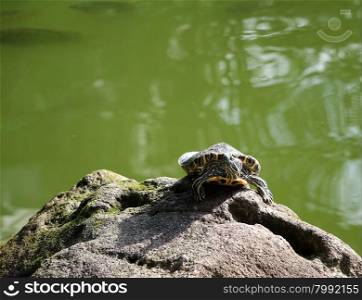 Painted turtle sunbathing on rock with fish pond in background