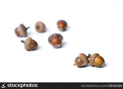 pair against group of acorns isolated on white