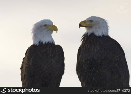 Pair American Bald Eagles discussing business with gray sky background. Alaskan Bald Eagle