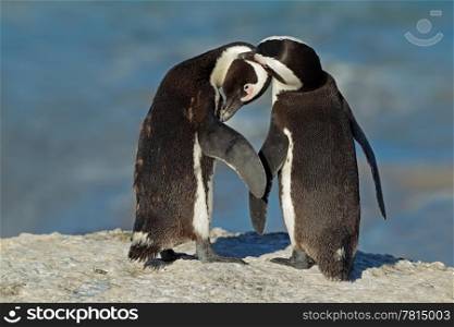 Pair of African penguins (Spheniscus demersus), Western Cape, South Africa