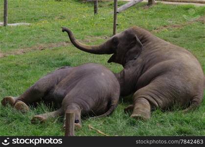 Pair of baby elephants playing in zoo
