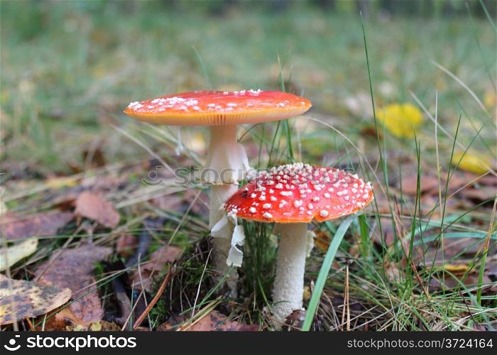 pair of beautiful red fly agarics in the forest