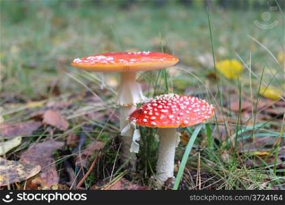 pair of beautiful red fly agarics in the forest