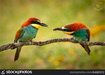 Pair of bee-eaters perched on a branch. Pair of bee-eaters perched on a branch. The male is giving eat to the female bird