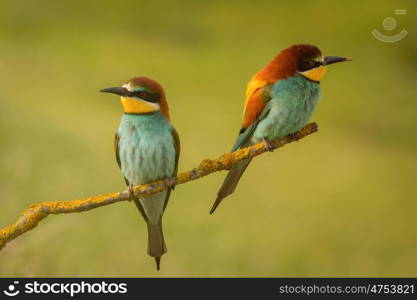 Pair of bee-eaters perched on a branch looking at different sides