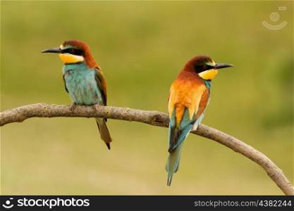 Pair of bee-eaters perched on a branch looking at opposite sides
