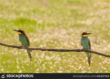 Pair of bee-eaters perched on a branch looking at the same side