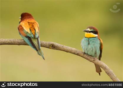 Pair of bee-eaters perched on a branch looking at the same side