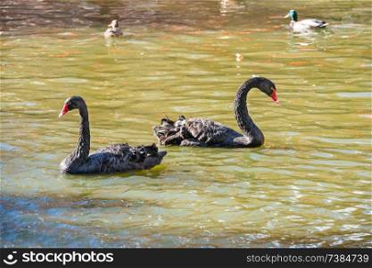Pair of black swans and ducks swimming in green water of sity pond