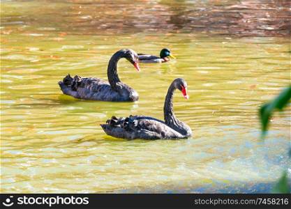 Pair of black swans and ducks swimming in green water of sity pond