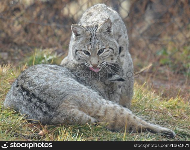 Pair of bobcats grooming and washing in the warm sunlight.