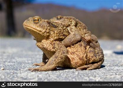 Pair of brown Frogs in the nature