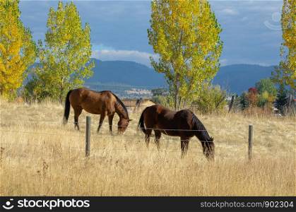 Pair of Brown Horses Grazing in a Brown Field Background