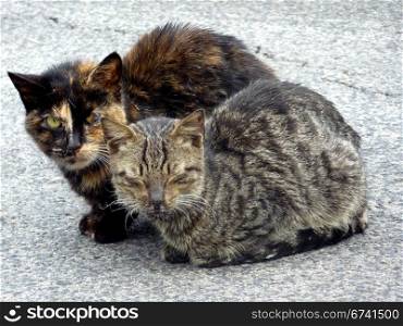 Pair of cats. tabby cats on stone floor