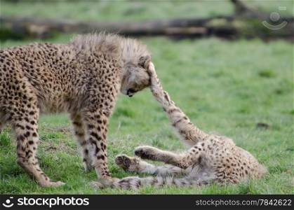 Pair of Cheetah cubs playing together in zoo