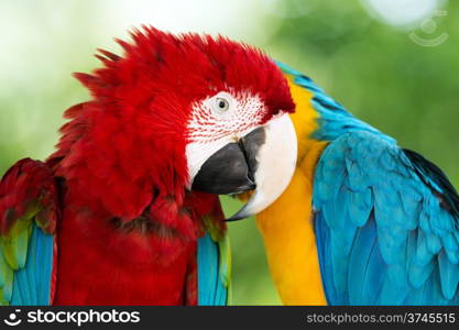 Pair of colorful Macaws parrots