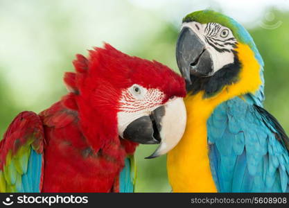 Pair of colorful Macaws parrots