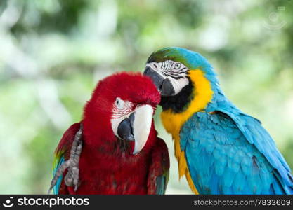 Pair of colorful Macaws parrots