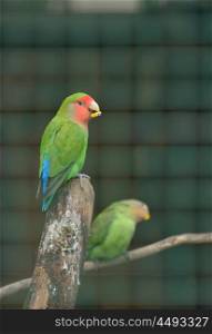 Pair of Cotorra parrot green