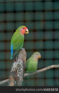 Pair of Cotorra parrot green