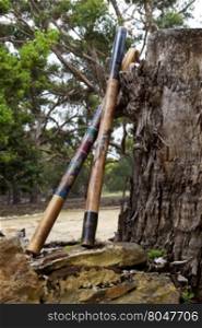 Pair of didgeridoos, indigenous Australian musical, wind instruments, rest against an enormous, old tree stump. Location is Kangaroo Island in South Australia. Native instrument still in use today and sometimes called a drone pipe.