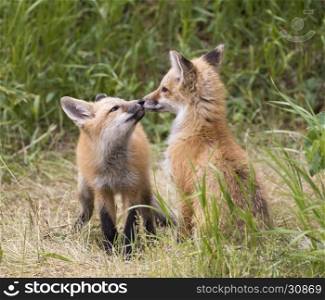 Pair of fox kits in grass with one asking for kiss or touching noses