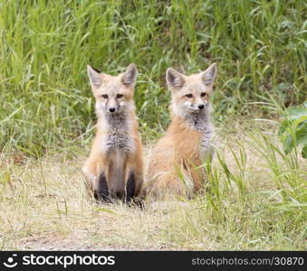 pair of fox kits looking in same direction expecting parent to return with dinner