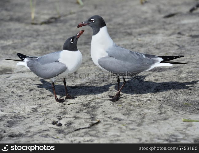 Pair Of Franklin&rsquo;s Gulls On A Gulf Coast