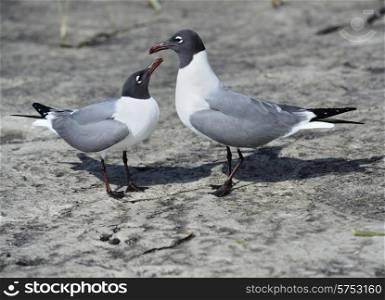Pair Of Franklin&rsquo;s Gulls On A Gulf Coast