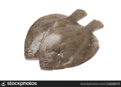 Pair of fresh brill fishes on white background