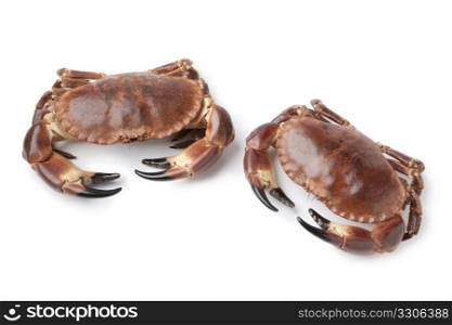 Pair of fresh raw edible sea crabs isolated on white background
