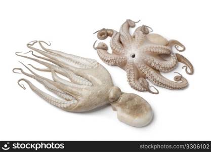 Pair of fresh raw octopus