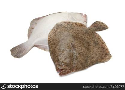Pair of fresh Turbot fishes on white background