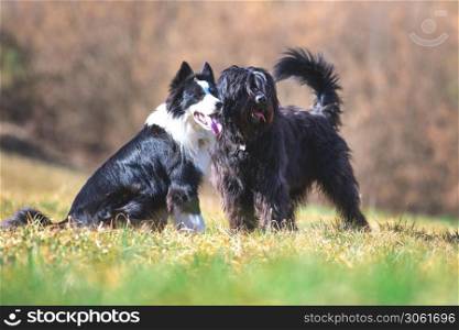 Pair of friendly dogs control grazing cows