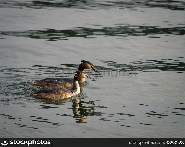 Pair of great crested grebes swimming on river