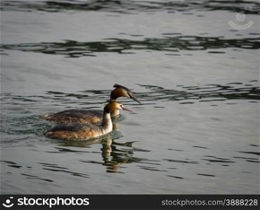 Pair of great crested grebes swimming on river
