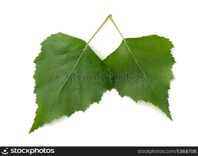 Pair of green birch leaves isolated on white